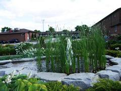 Newmarket Inn | East Gwillimbury, Ontario, L9N 0J2 | Strands of tall grass growing out of outdoor pond