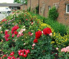 Newmarket Inn | East Gwillimbury, Ontario, L9N 0J2 | Red and yellow flowers in outdoor hotel garden