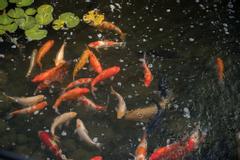 Newmarket Inn | East Gwillimbury, Ontario, L9N 0J2 | Photos 4