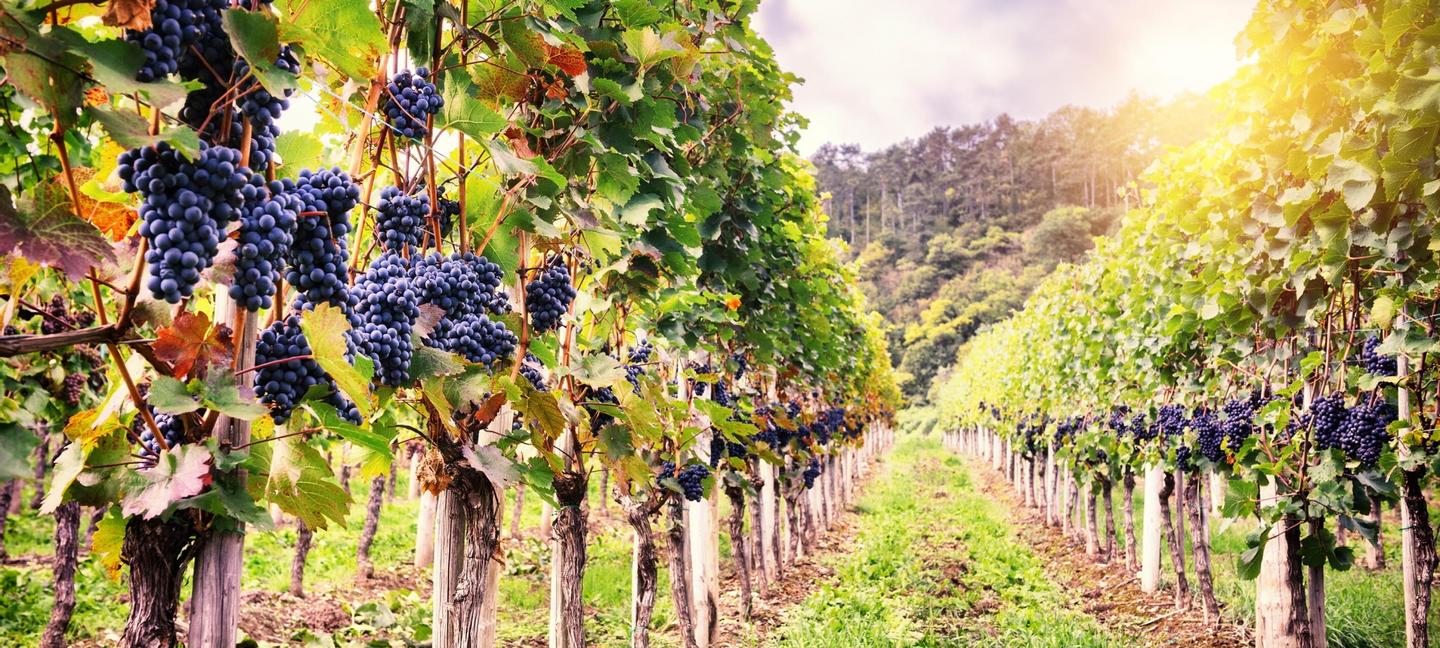 Newmarket Inn | East Gwillimbury, Ontario, L9N 0J2 | 3